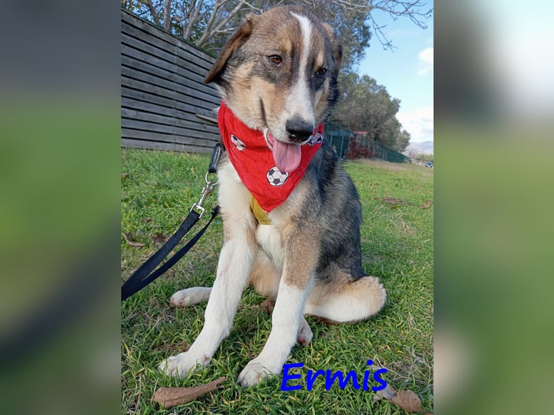Ermis 07/2023 (GRC) - verspielter und menschenbezogener Junghund!