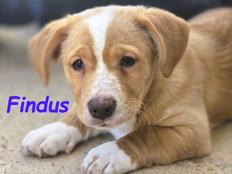 Findus 01/2025 (ESP) - kleiner Welpe sucht Unterstützung!