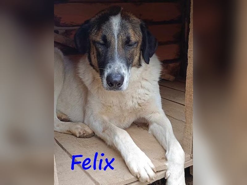 Felix 02/2022 (GRC) - geselliger, verschmuster und freundlicher, junger Rüde!