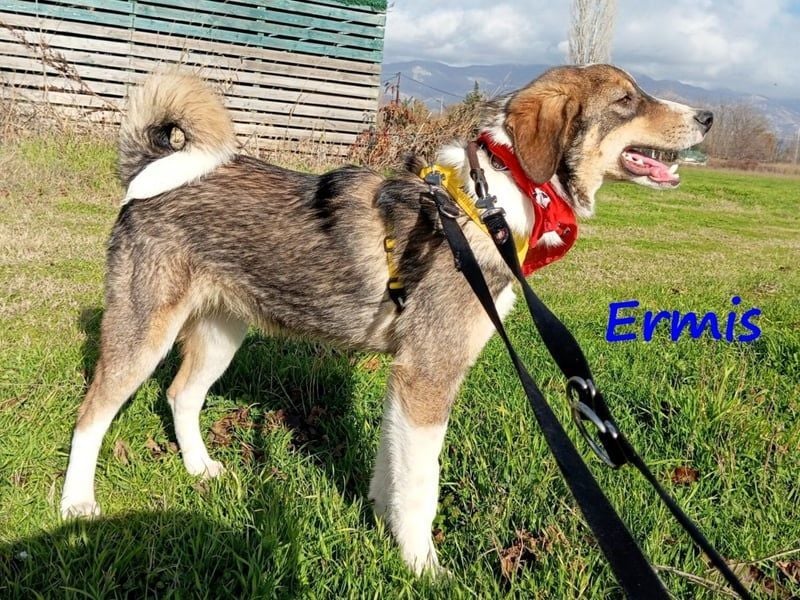 Ermis 07/2023 (GRC) - verspielter und menschenbezogener, sehr hübscher Junghund!