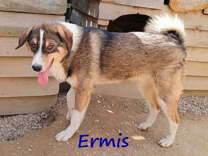 Ermis 07/2023 (GRC) - verspielter und menschenbezogener Junghund!