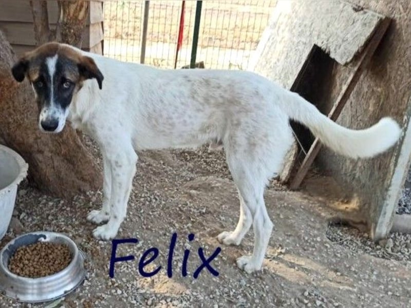 Felix 02/2022 (GRC) - geselliger, verschmuster und freundlicher, junger Rüde!