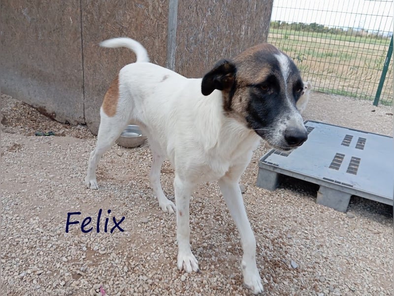 Felix 02/2022 (GRC) - geselliger, verschmuster und freundlicher, junger Rüde!