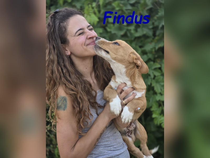 Findus 01/2025 (ESP) - kleiner Welpe sucht Unterstützung!
