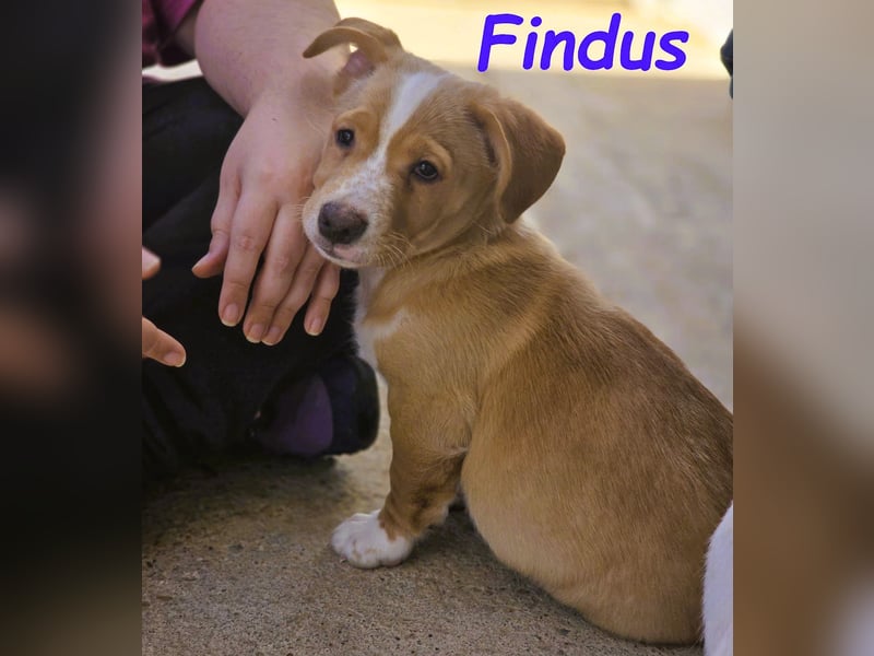 Findus 01/2025 (ESP) - kleiner Welpe sucht Unterstützung!