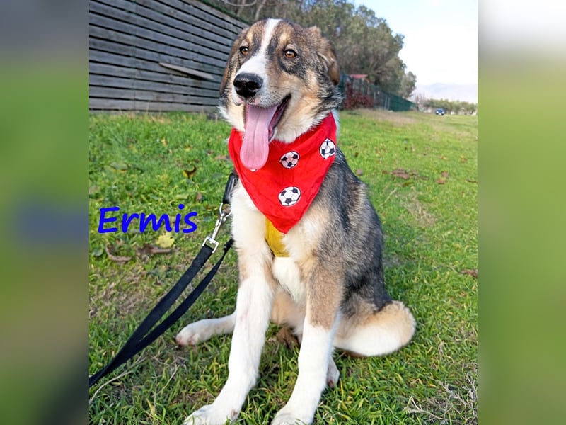 Ermis 07/2023 (GRC) - verspielter und menschenbezogener Junghund!