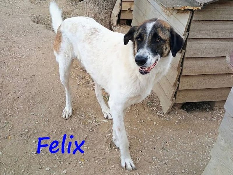 Felix 02/2022 (GRC) - geselliger, verschmuster und freundlicher, junger Rüde!