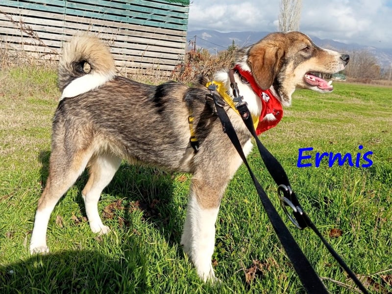Ermis 07/2023 (GRC) - verspielter und menschenbezogener Junghund!