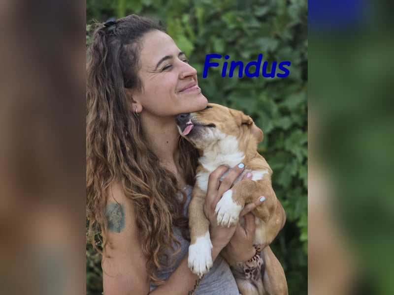 Findus 01/2025 (ESP) - kleiner Welpe sucht Unterstützung!