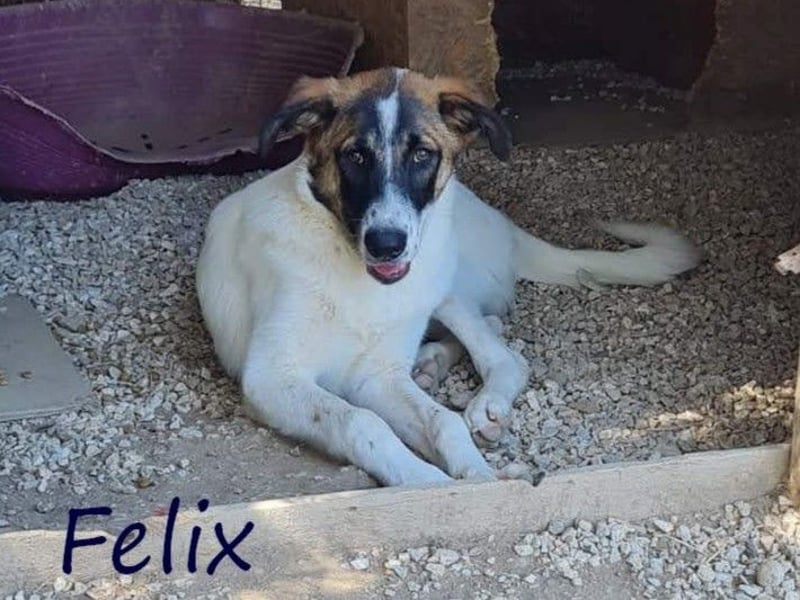 Felix 02/2022 (GRC) - geselliger, verschmuster und freundlicher, junger Rüde!
