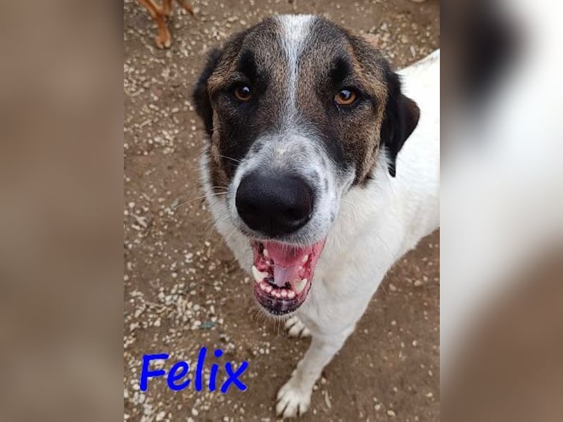 Felix 02/2022 (GRC) - geselliger, verschmuster und freundlicher, junger Rüde!