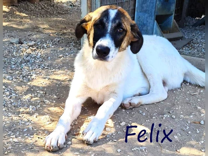 Felix 02/2022 (GRC) - geselliger, verschmuster und freundlicher, junger Rüde!