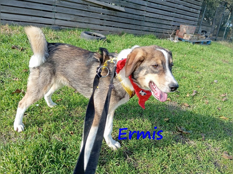 Ermis 07/2023 (GRC) - verspielter und menschenbezogener Junghund!