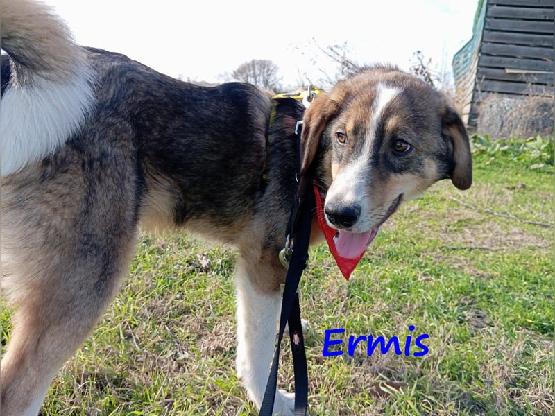 Ermis 07/2023 (GRC) - verspielter und menschenbezogener Junghund!