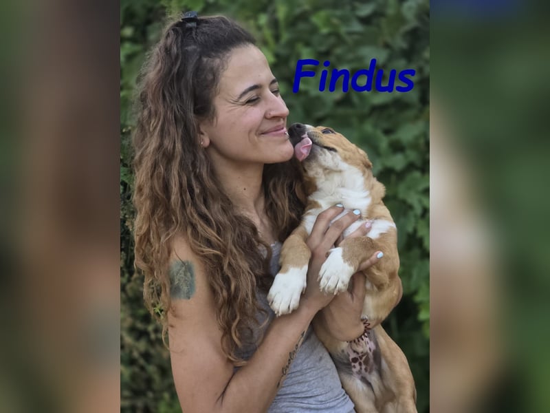 Findus 01/2025 (ESP) - kleiner Welpe sucht Unterstützung!