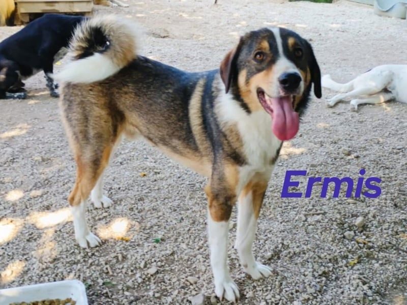 Ermis 07/2023 (GRC) - verspielter und menschenbezogener, sehr hübscher Junghund!