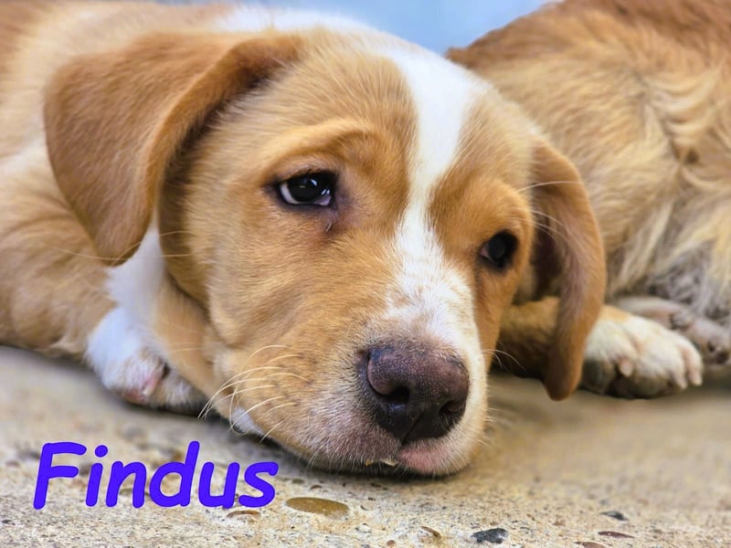 Findus 01/2025 (ESP) - kleiner Welpe sucht Unterstützung!