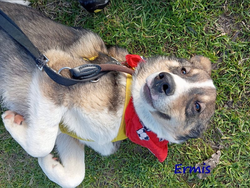 Ermis 07/2023 (GRC) - verspielter und menschenbezogener Junghund!