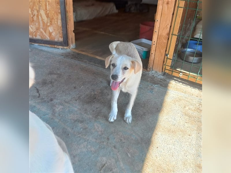 Unser lieber Juno