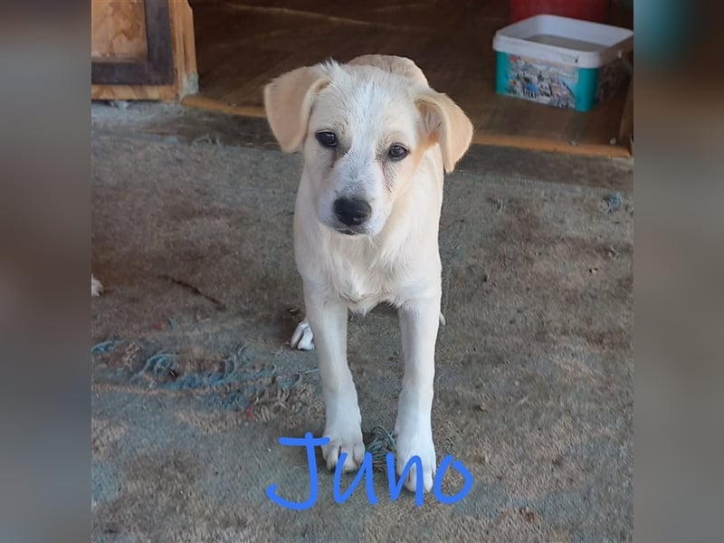 Unser lieber Juno