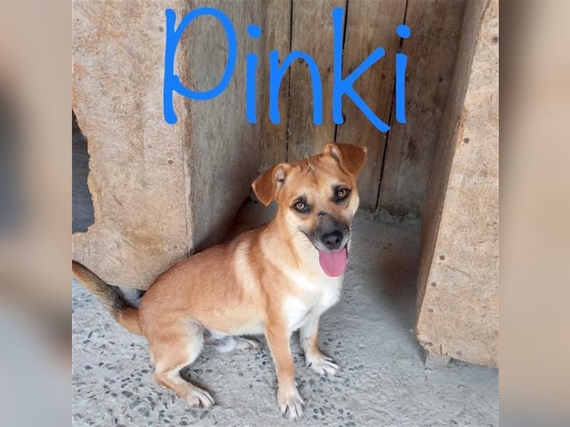 Unser lieber Pinki