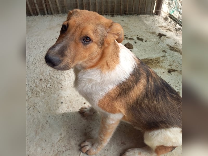 Unser süßer Lucky