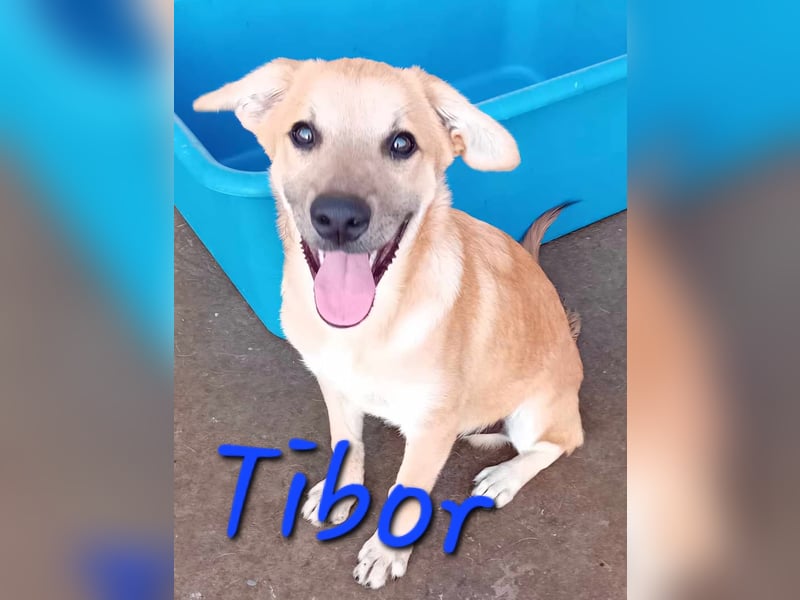 Unser schöner TIBOR