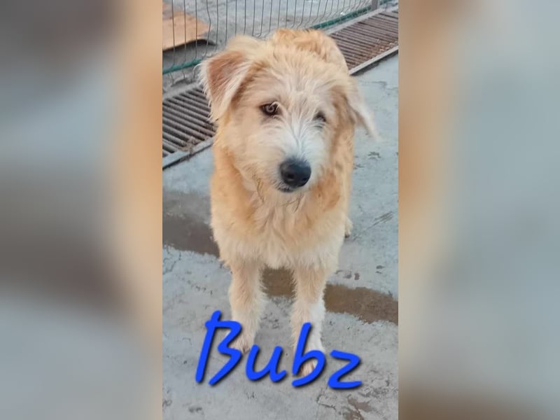 Unser lieber BUBZ