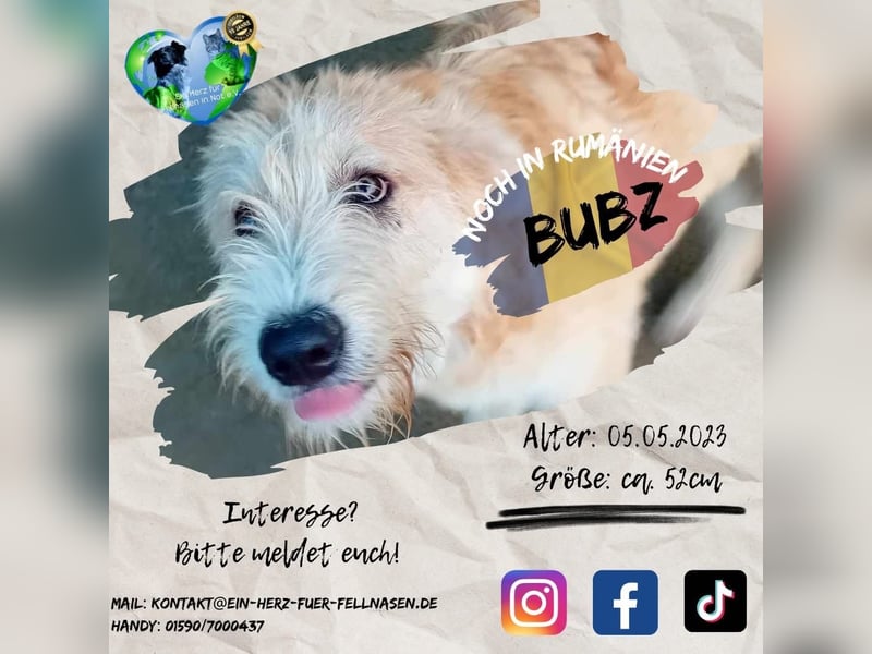 Unser lieber BUBZ