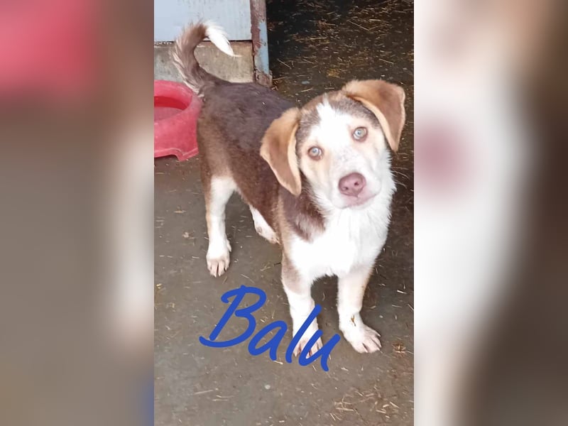 Unser lieber Balu