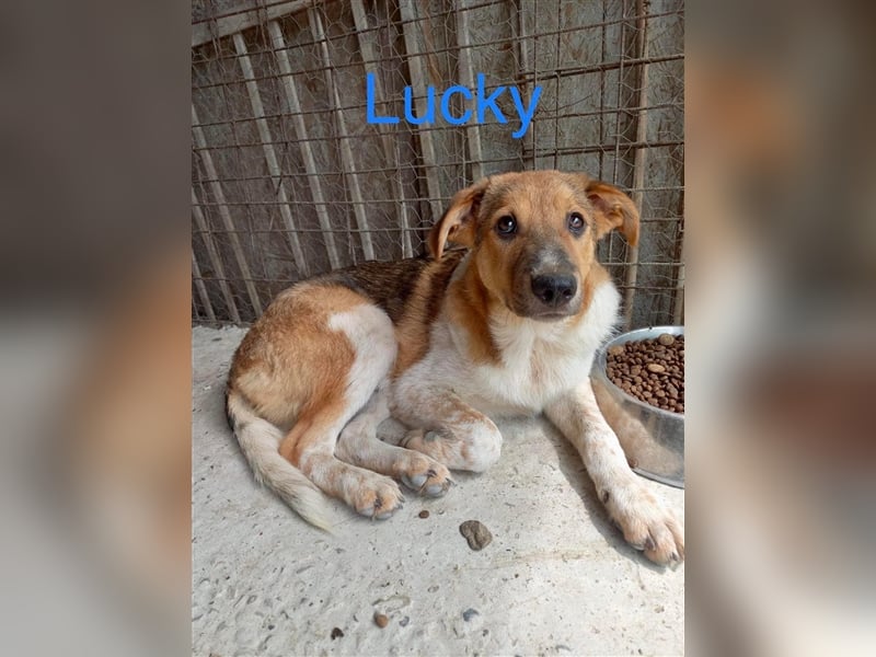 Unser süßer Lucky