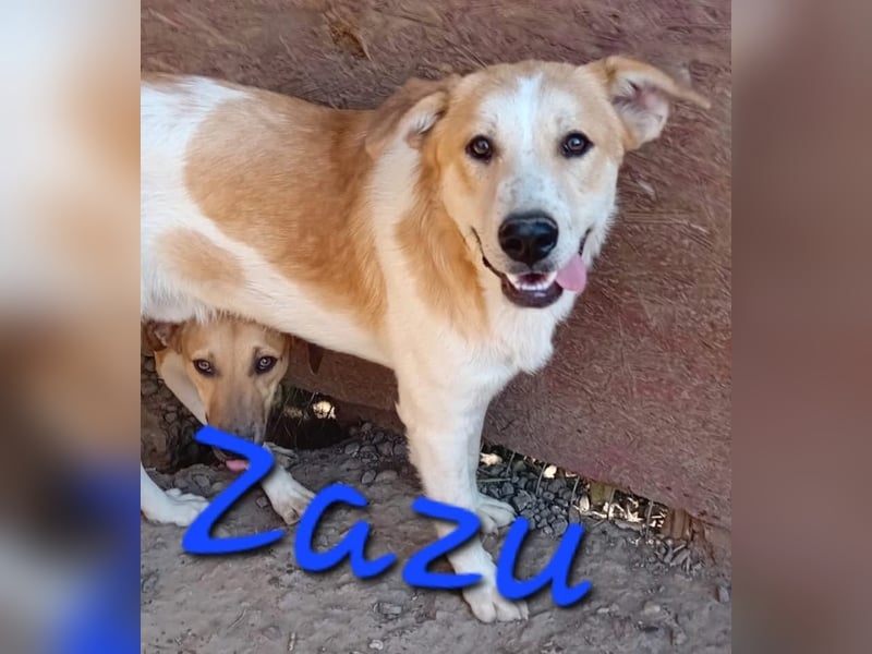 Unser schöner ZAZU