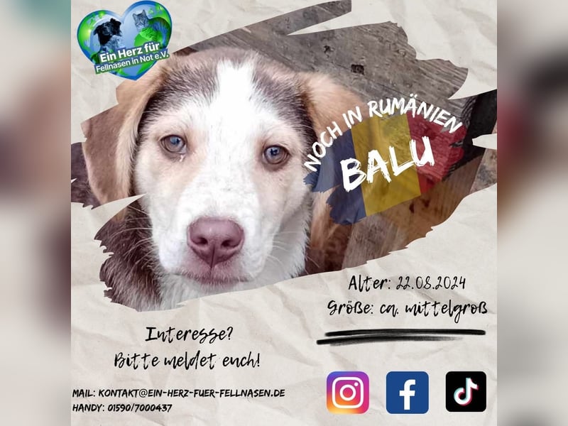 Unser lieber Balu