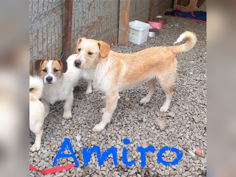 Unser lieber Amiro