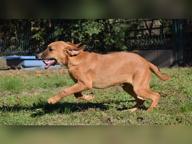 Karli sucht sein Zuhause