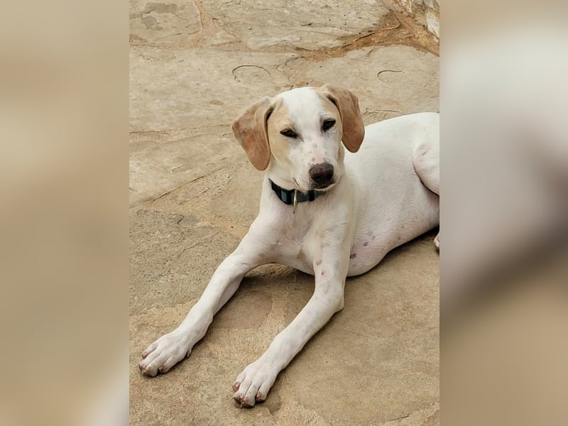 Traumhund Toni sucht ein tolles Für Immer Zuhause