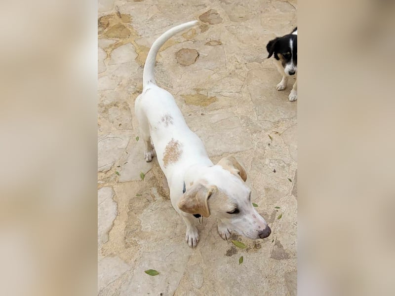 Traumhund Toni sucht ein tolles Für Immer Zuhause