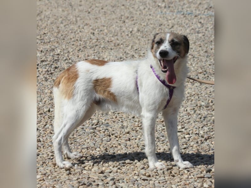 Willow eignet sich gut als Familienhund
