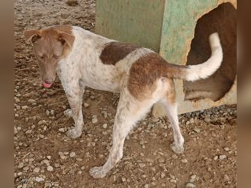 Der bildschöne Taavi ist ein Laufhund