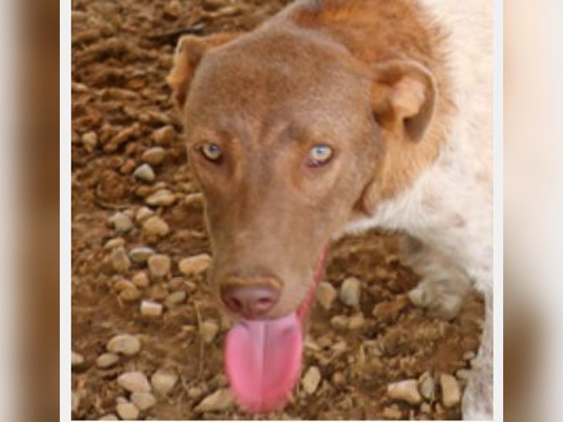 Der bildschöne Taavi ist ein Laufhund