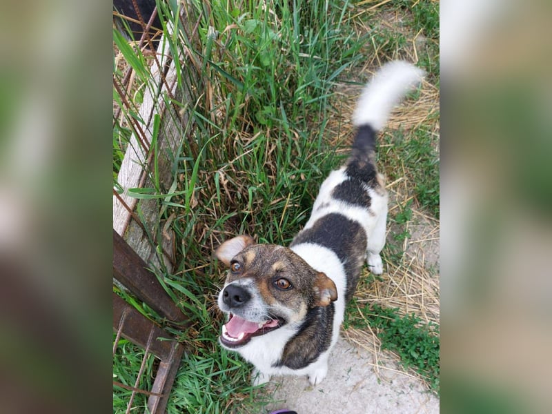 Hugo sucht liebevolles Heim