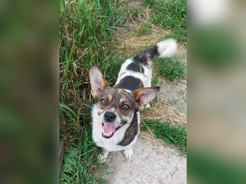 Hugo sucht liebevolles Heim