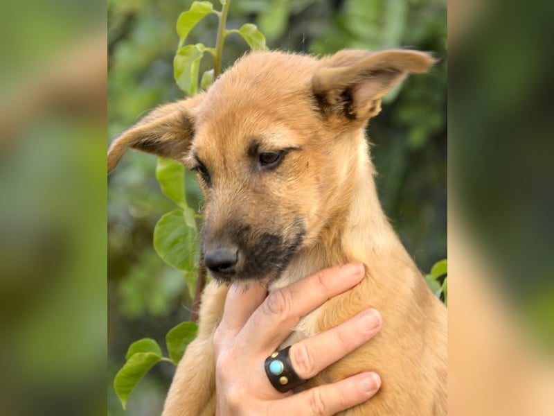 IDEFIX – kleiner Kobold
