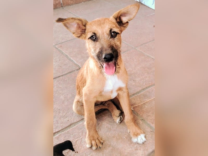 IDEFIX – kleiner Kobold