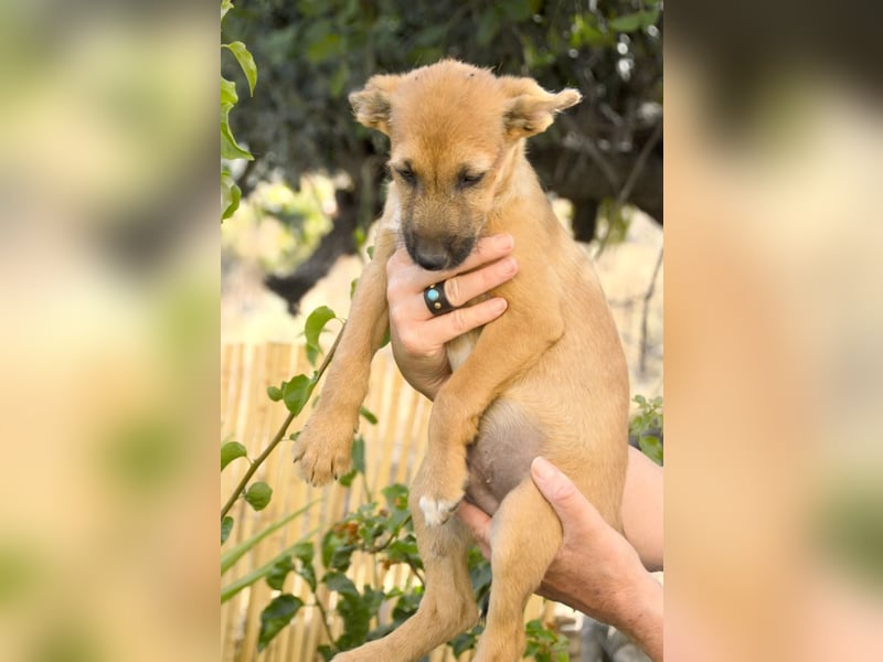 IDEFIX – kleiner Kobold