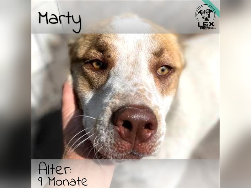 Marty - sucht kuscheliges zu Hause