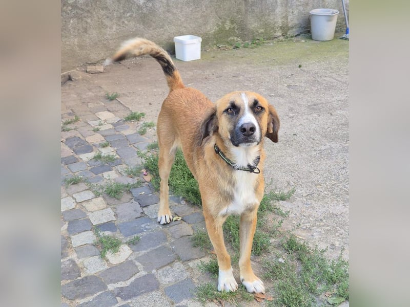 Sid - freundlicher, sozialer, katzenverträglicher Rüde / z.Zt. noch in Rumänien