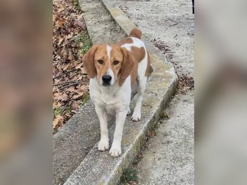 Fiete - freundlicher, sozialer Beagle Mix Rüde / Dringend Pflegestelle oder Zuhause gesucht