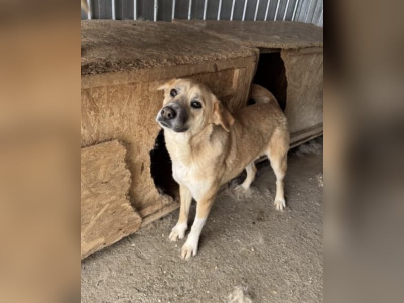 Lucky Duke - schüchterner, aber freundlicher Rüde / z.Zt. noch in Rumänien