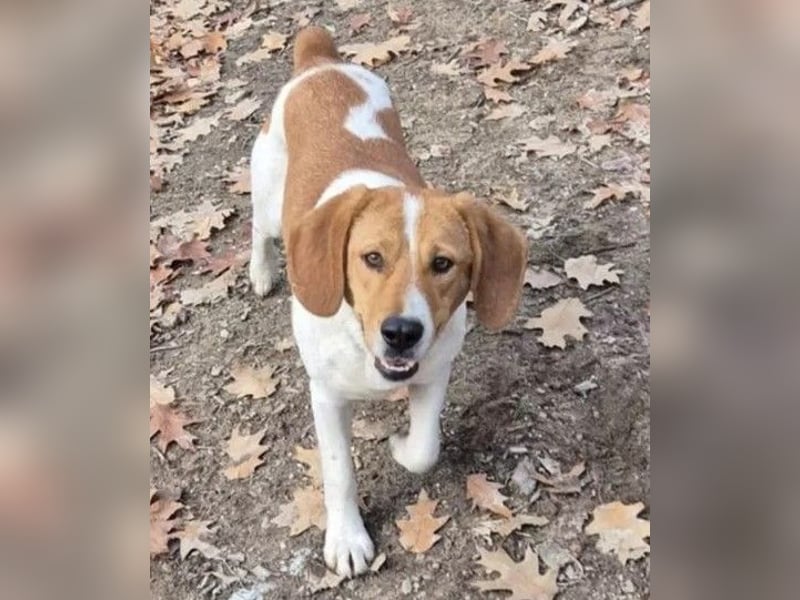 Fiete - freundlicher, sozialer Beagle Mix Rüde / Dringend Pflegestelle oder Zuhause gesucht